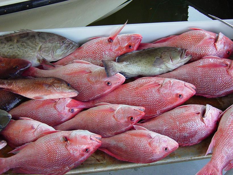 Dinner Table Grouper and Snappers!!!